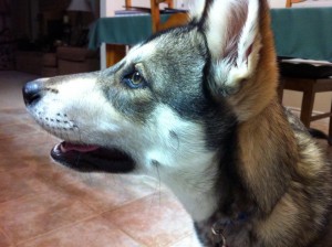 Togo, the Wonder Pup
